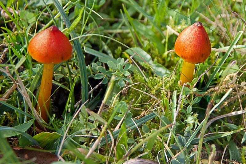 TAOU-20141009_IGP4838-9fs-zwartwordende wasplaat.jpg